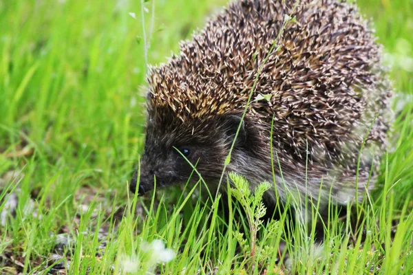 Hedgehog, wild, native, Scientific name Erinaceus europaeus. Horizontal. European hedgehog on green moss log  to the right. Scientific name Erinaceus europaeus. Horizontal.