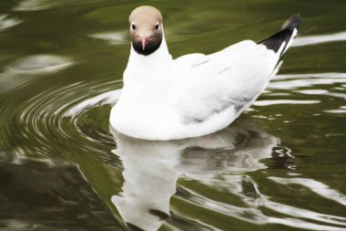 A beautiful gull swims across the blue of the lake.