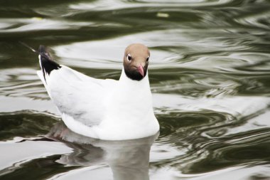 A beautiful gull swims along the blue surface of the river.