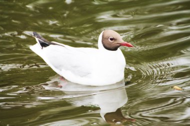 A beautiful gull is reflected in the blue of the lake.