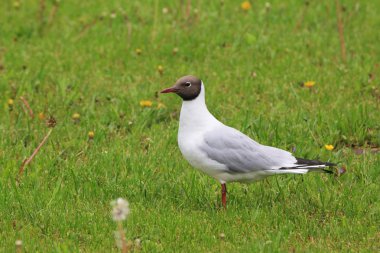Beautiful gull close-up on the background of grass looks into the distance