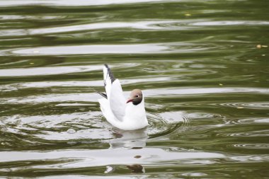 A beautiful gull sways in the wind