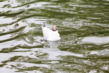 Beautiful gull is resting