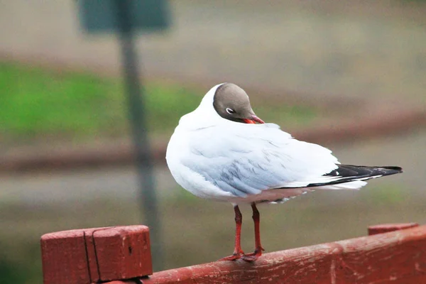 Beautiful Gull Cleans Feathers — Stockfoto