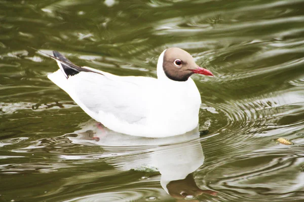 Beautiful Gull Reflected Blue Lake — Stockfoto