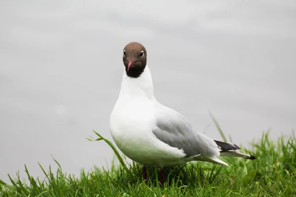 Beautiful Gull Flaunts Background Lake Green Grass — 图库照片