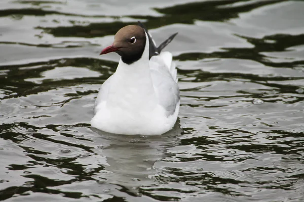 A beautiful gull swims through the waves of the blue smooth sea.