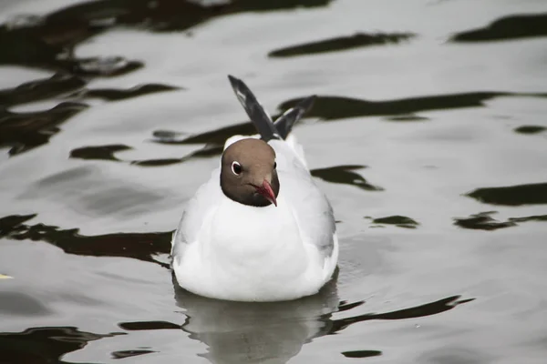 Beautiful Gull Fishes Water Sea — Stockfoto