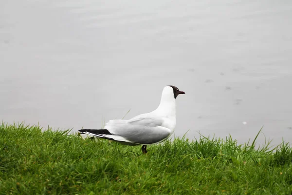 Lonely Beautiful Seagull Looks Distance Sea — Stock fotografie