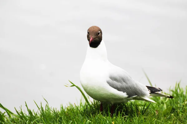 Beautiful Seagull Looks Distance — Stockfoto