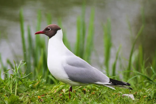 Beautiful Gull Resting Green Grass — Stock Photo, Image