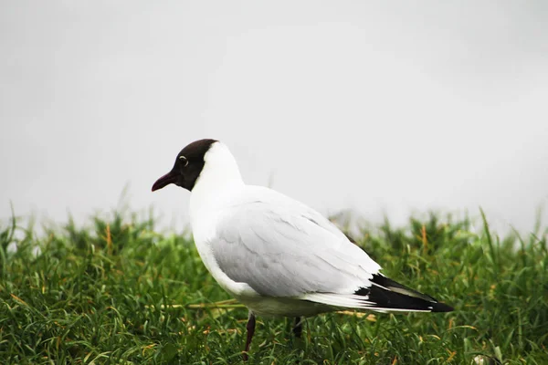 Pensive Gull Stands River Bank — Fotografia de Stock