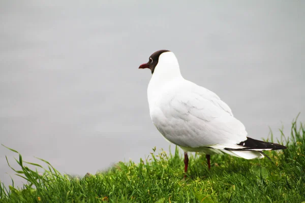 Brooding Seagull Greets Dawn Lake — 图库照片