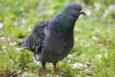 A beautiful dark blue dove walking on the lawn with green grass.