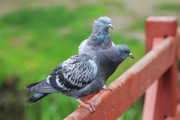 Two Blue Pigeons Sitting Wooden Rail — Stockfoto