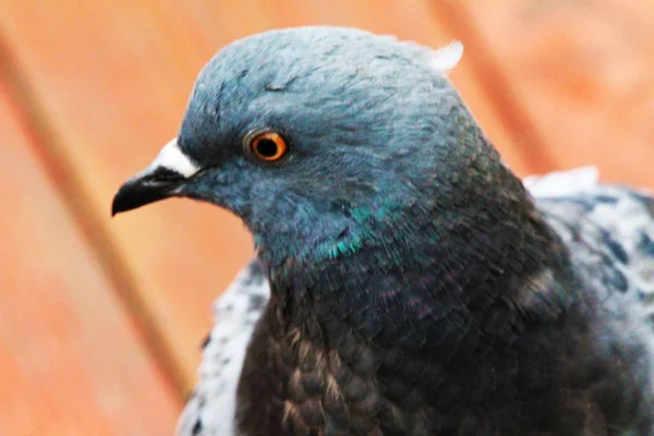 Beautiful Dove Looking Worm Its Pets — Foto Stock