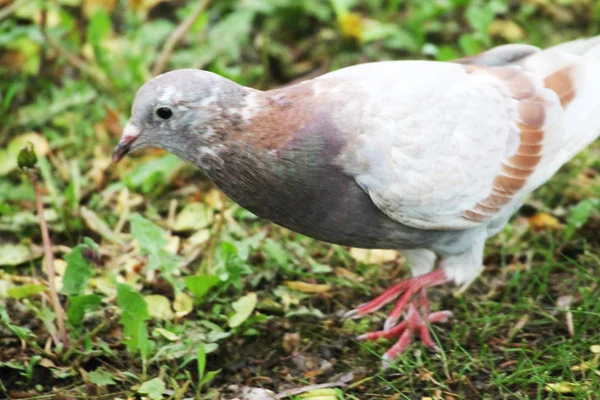 Beautiful White Brown Pigeon Looking Grains Green Grass — Stock Photo, Image