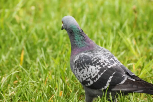 Beautiful Dove Looks His Girlfriend Who Walks Grass — Stockfoto