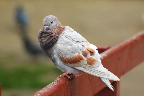 Cacked Pigeon Basks Sun — 图库照片