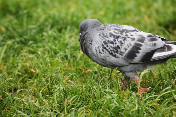 Puffed Pigeon Walking Meadow Morning Dew — Stockfoto