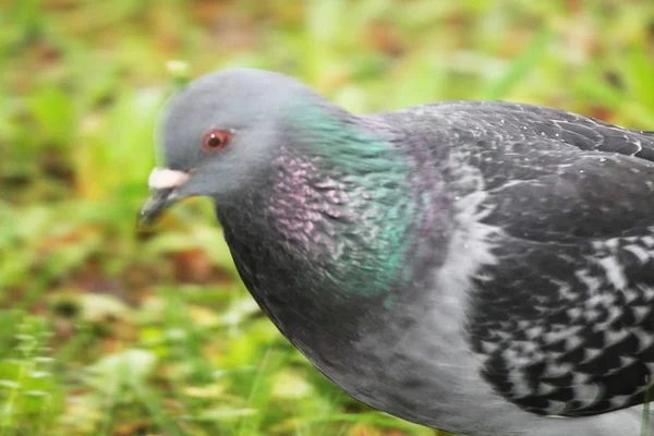 Pigeon Face Face Rock Pigeons Crowd Streets Public Squares Living — Foto Stock