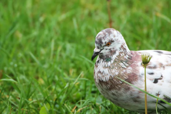 Beautiful Dove Resting Green Grass Waiting Friends — Stockfoto