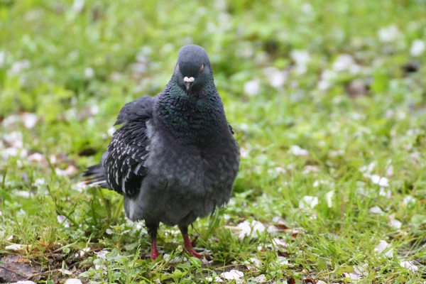 Grey Pidgeon Pidgin sat on a grass  with flowers in the background