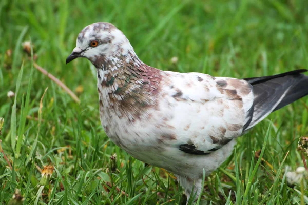 Beautiful White Brown Pigeon Resting Grass City Park — Stockfoto