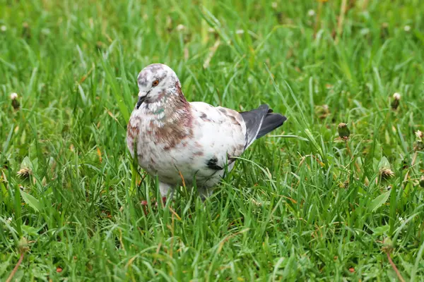 Beautiful White Brown Pigeon Hiding Grass City Park — Foto Stock
