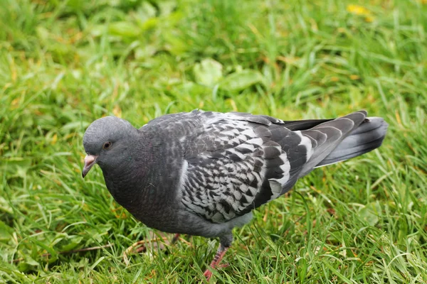 Beautiful White Black Pigeon Hiding Grass City Park — Foto Stock