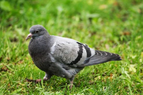 Autumn Morning Beautiful Pigeon Collects Worms Children — Photo