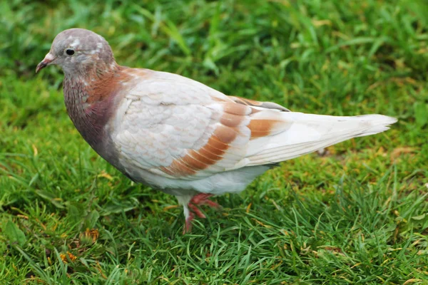 Beautiful White Brown Pigeon Hiding Grass Botanical Garden — Stockfoto