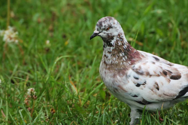 Autumn Morning Beautiful White Brown Pigeon Hiding Grass City Park — Stockfoto