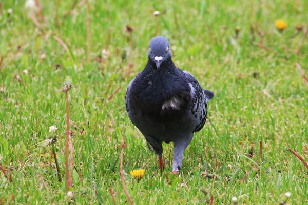 Spring morning a beautiful white and blue dove stands in the grass of a city park.