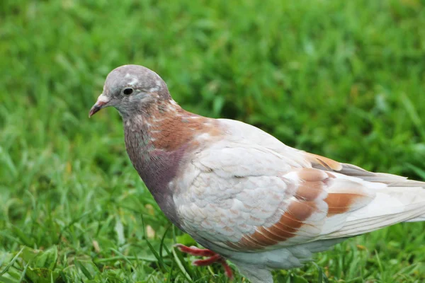 Spring Morning Beautiful White Brown Pigeon Hiding Grass City Park — Stockfoto