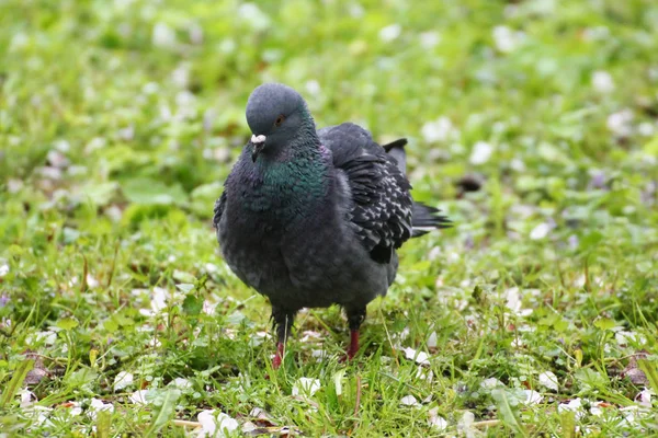 Spring idyll. Pigeon city park resting and basking in the sun      