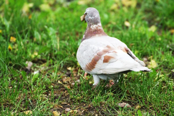 Sunny Day Beautiful Dove Looking Food Its Chicks — стоковое фото