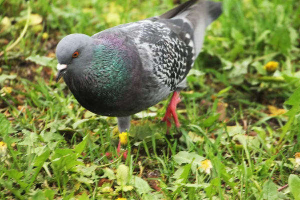 Autumn morning. A beautiful white-and-blue dove stands in the grass of a city park.