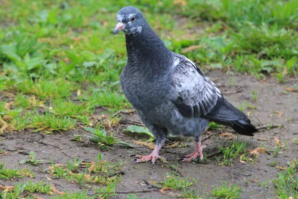 Summer Morning Beautiful White Blue Pigeon Stands Grass City Park — Foto Stock