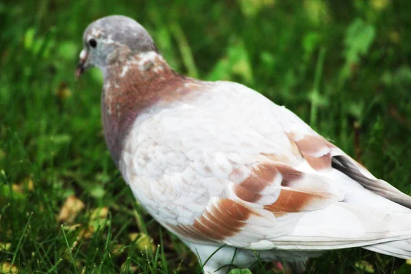 Beautiful White Brown Dove Close — Stockfoto