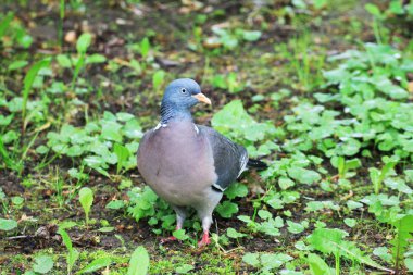 Beautiful turtle dove in the forest and waiting for the dawn.