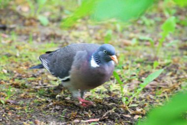 Turtle dove is looking for food for chicks in high grass thickets in a dark forest.