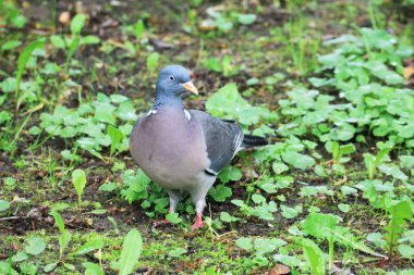 Beautiful turtle dove meets a friend in a forest