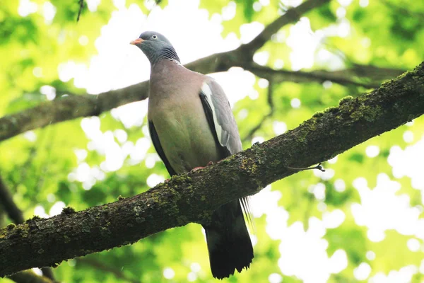 Beautiful Turtle Dove Sits Branch Sunbathes Sun — Stockfoto