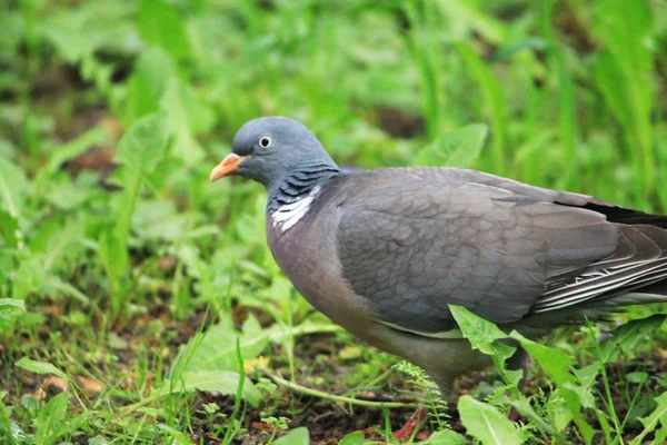 Turtle Dove Walking High Grass Thickets Dark Forest — Foto Stock