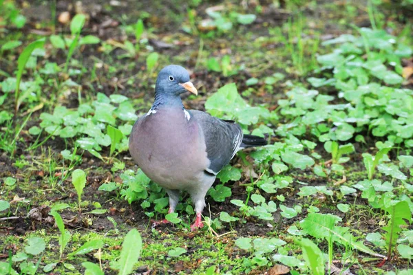 Beautiful Turtle Dove Meets Friend Forest — Foto Stock
