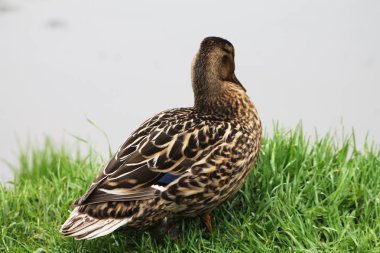 Ördek (kadın) nehir kıyısında Dozer