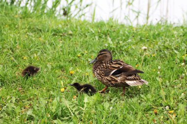 Bir ördek (kadın) çim solucanlar aramak için iki küçük ördekler öğretir.