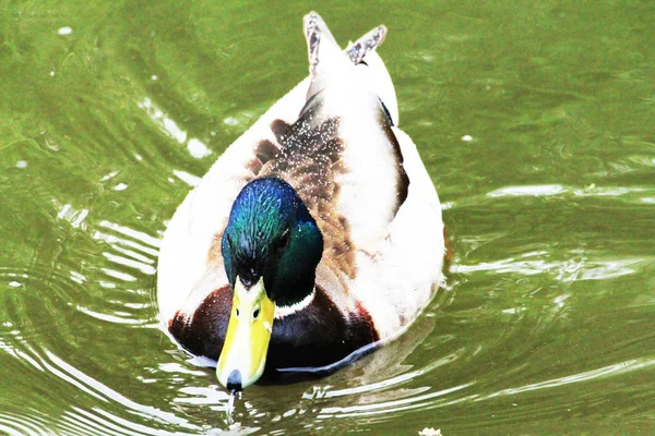 Anatra Maschio Ostenta Sulla Superficie Dell Acqua Del Lago — Foto Stock