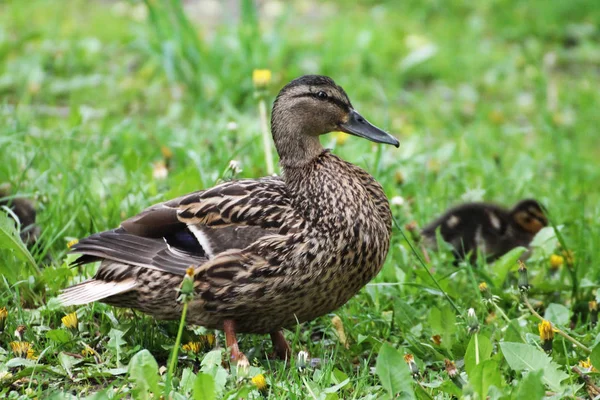 Eend Familie Vrouw Kuikens Wandelen Door Het Gras — Stockfoto